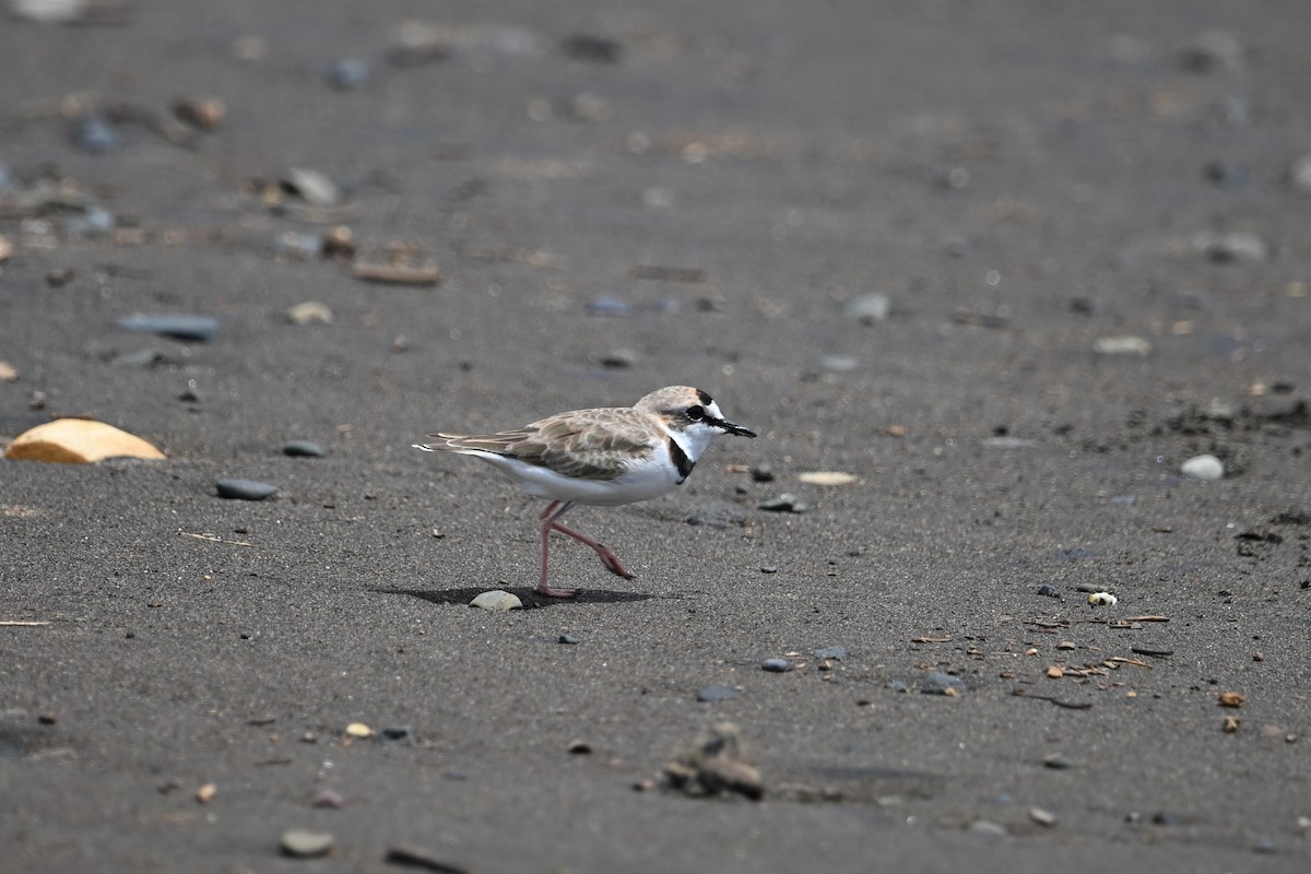 Collared Plover - ML643590686