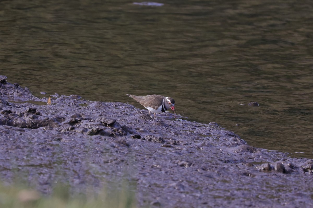 Three-banded Plover (African) - ML643590691