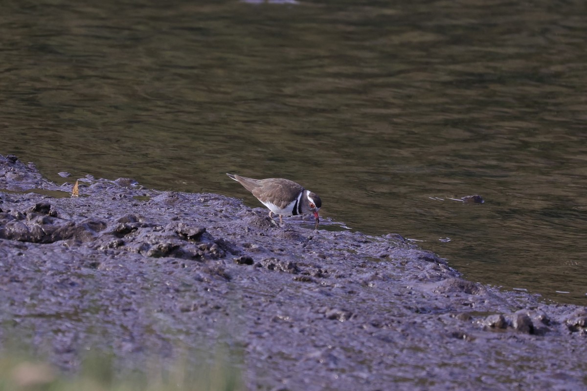 Three-banded Plover (African) - ML643590692