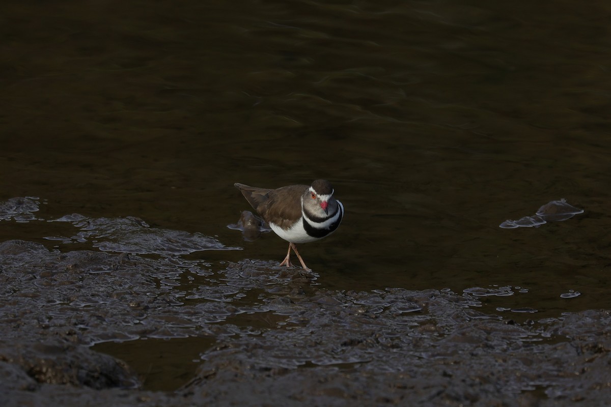Three-banded Plover (African) - ML643590693