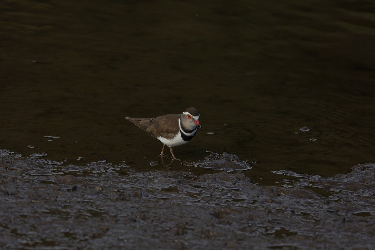 Three-banded Plover (African) - ML643590694