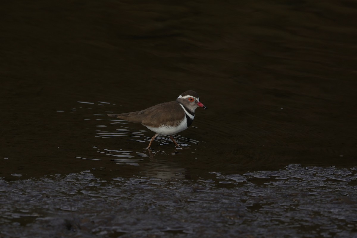 Three-banded Plover (African) - ML643590695
