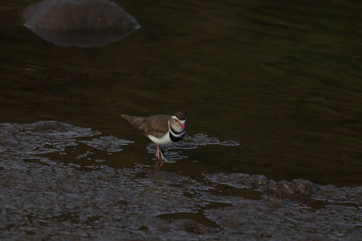 Three-banded Plover (African) - ML643590696