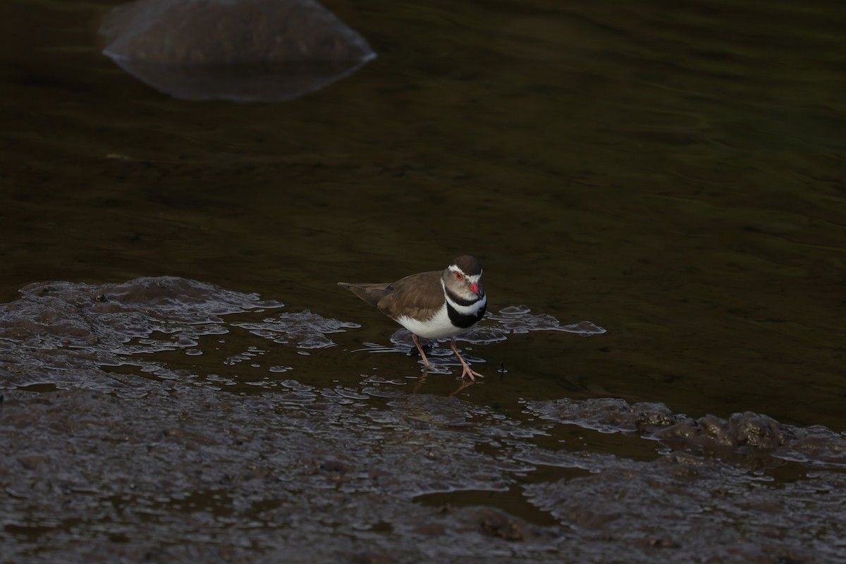 Three-banded Plover (African) - ML643590697