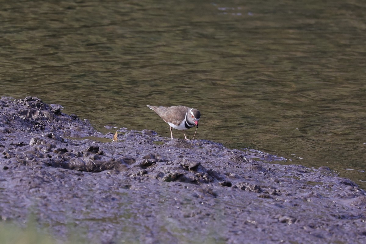 Three-banded Plover (African) - ML643590698
