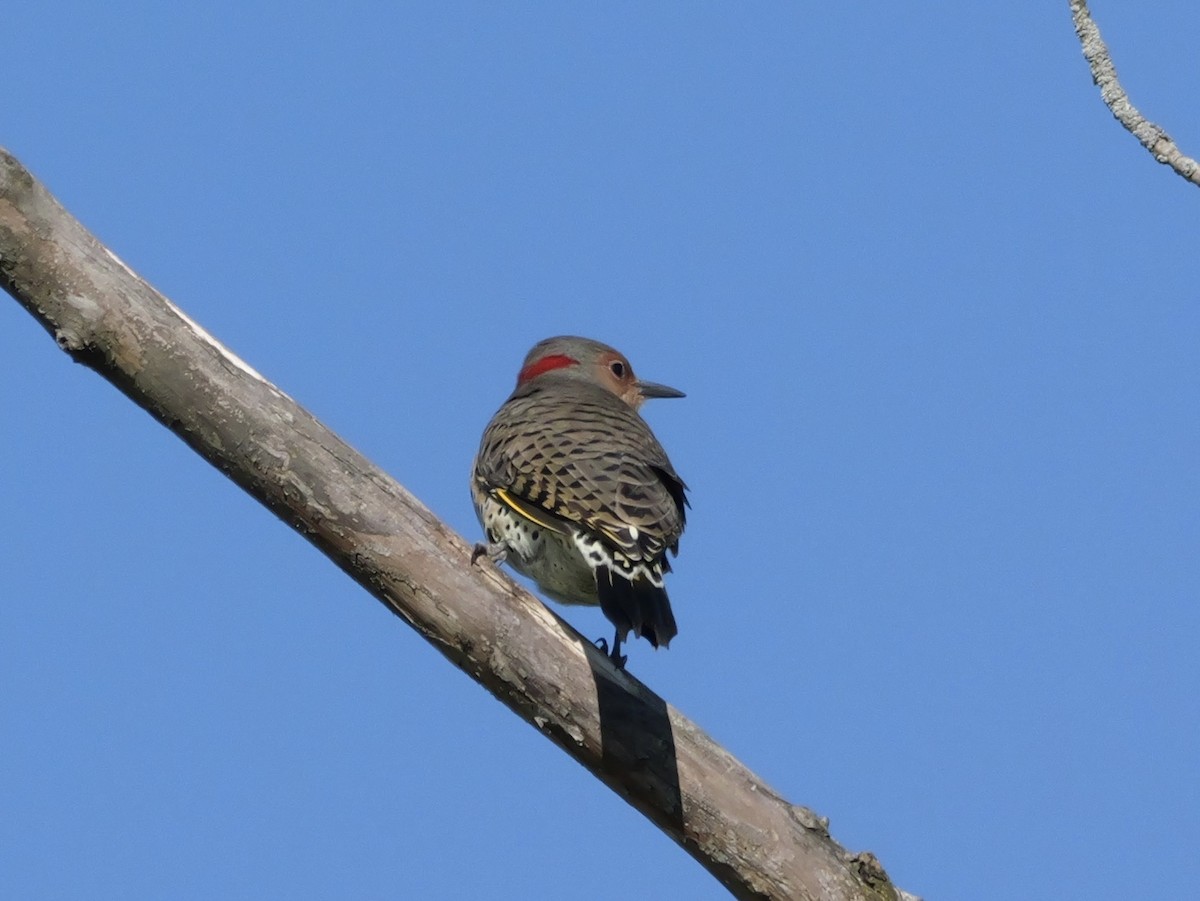 Northern Flicker (Yellow-shafted) - ML643590702