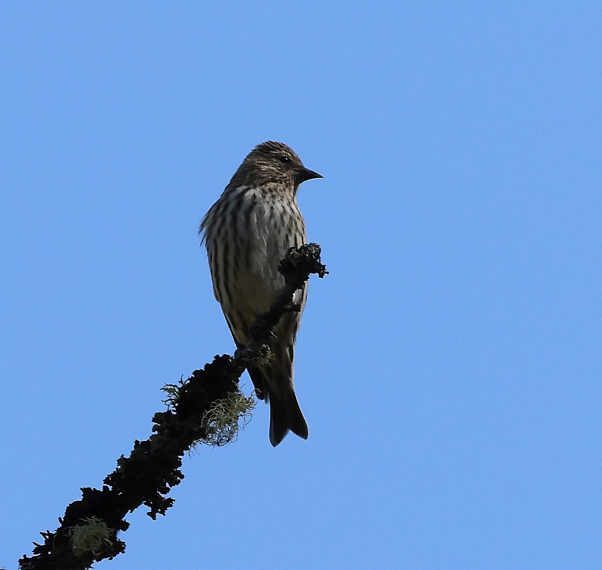 Pine Siskin - ML643590707