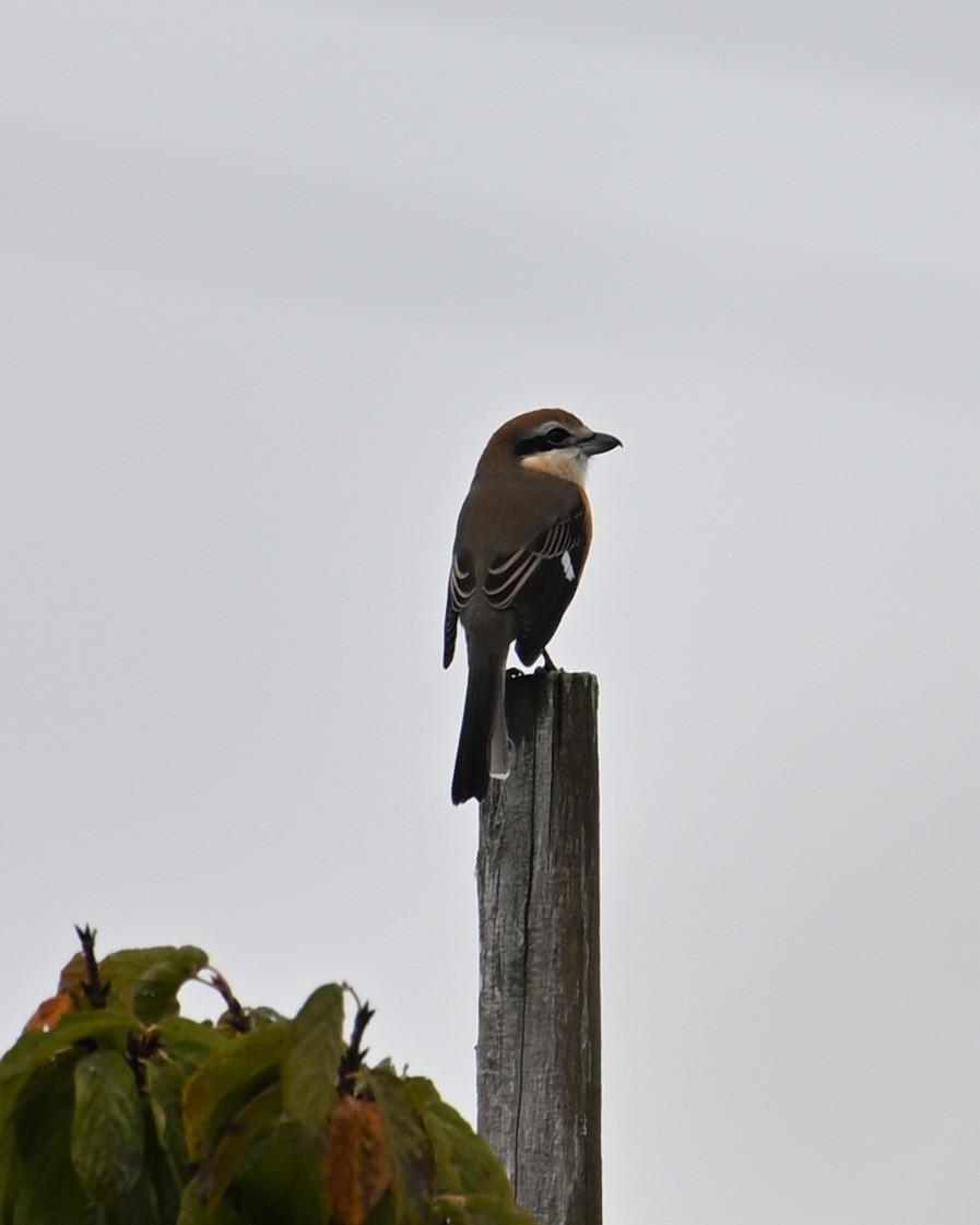 Bull-headed Shrike - ML643590748