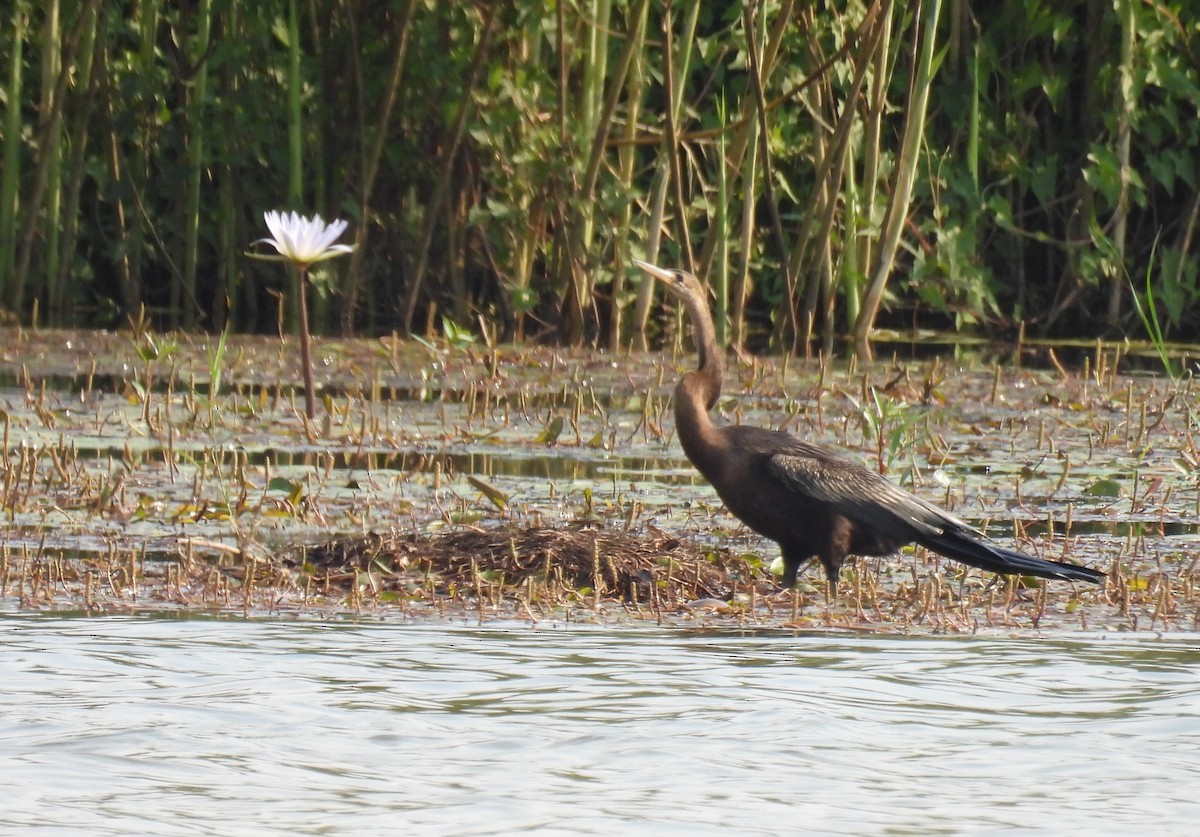 African Darter - ML643590752