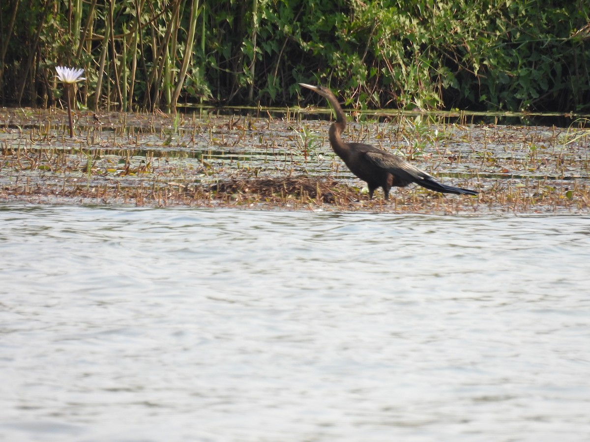 African Darter - ML643590757