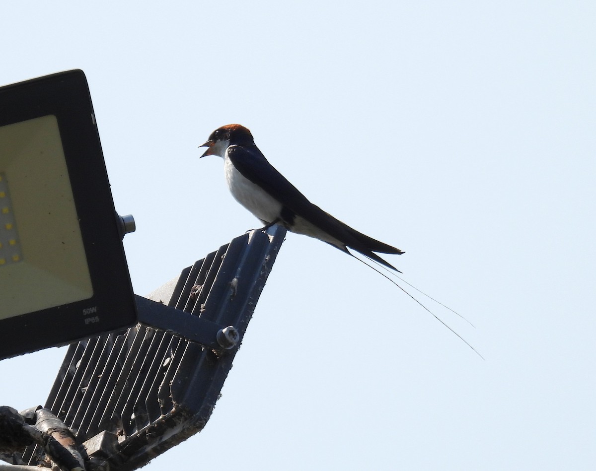 Wire-tailed Swallow - ML643590775