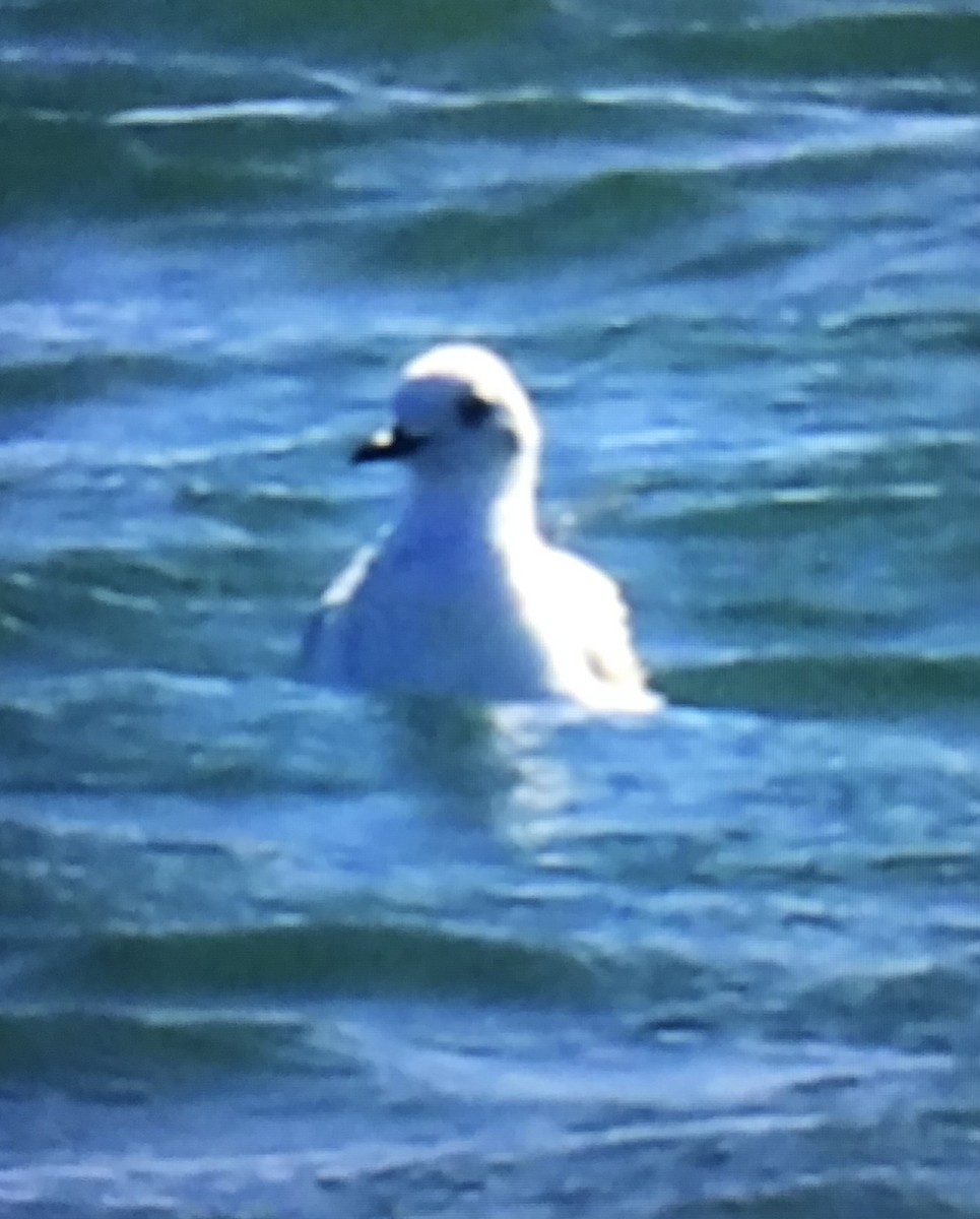 Bonaparte's Gull - ML643590779