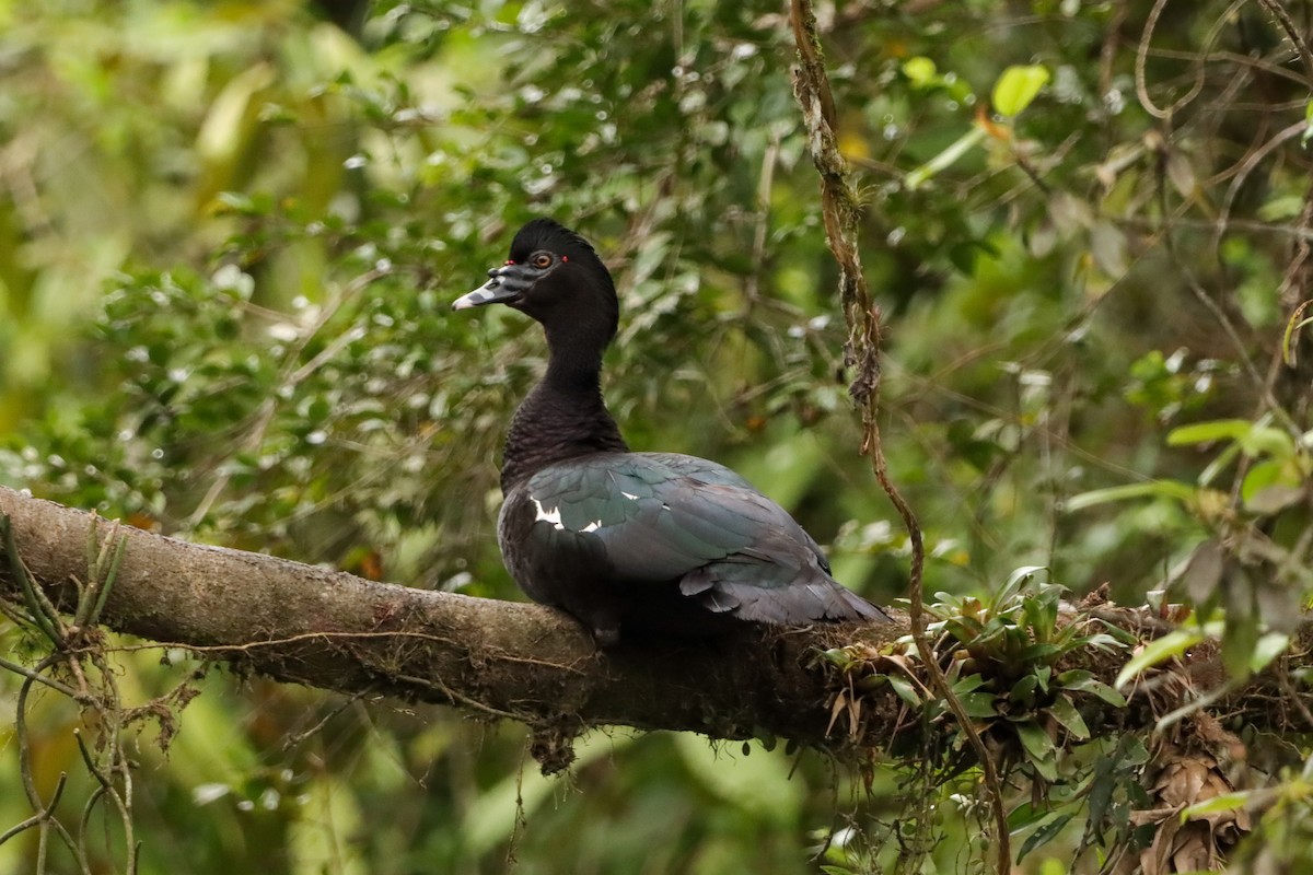Muscovy Duck - ML643590783