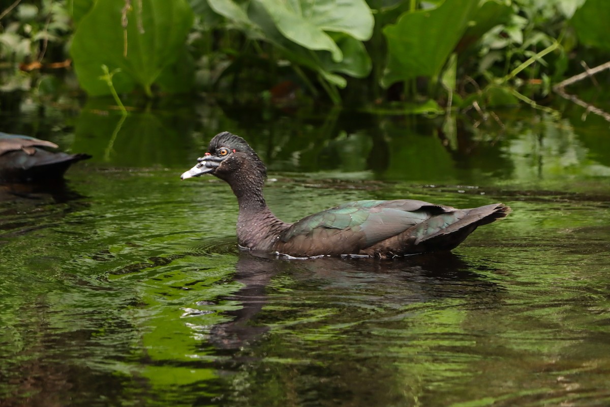 Muscovy Duck - ML643590784