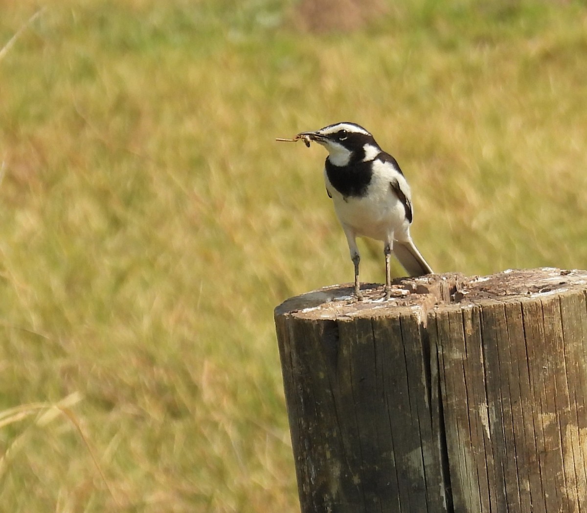 African Pied Wagtail - ML643590790
