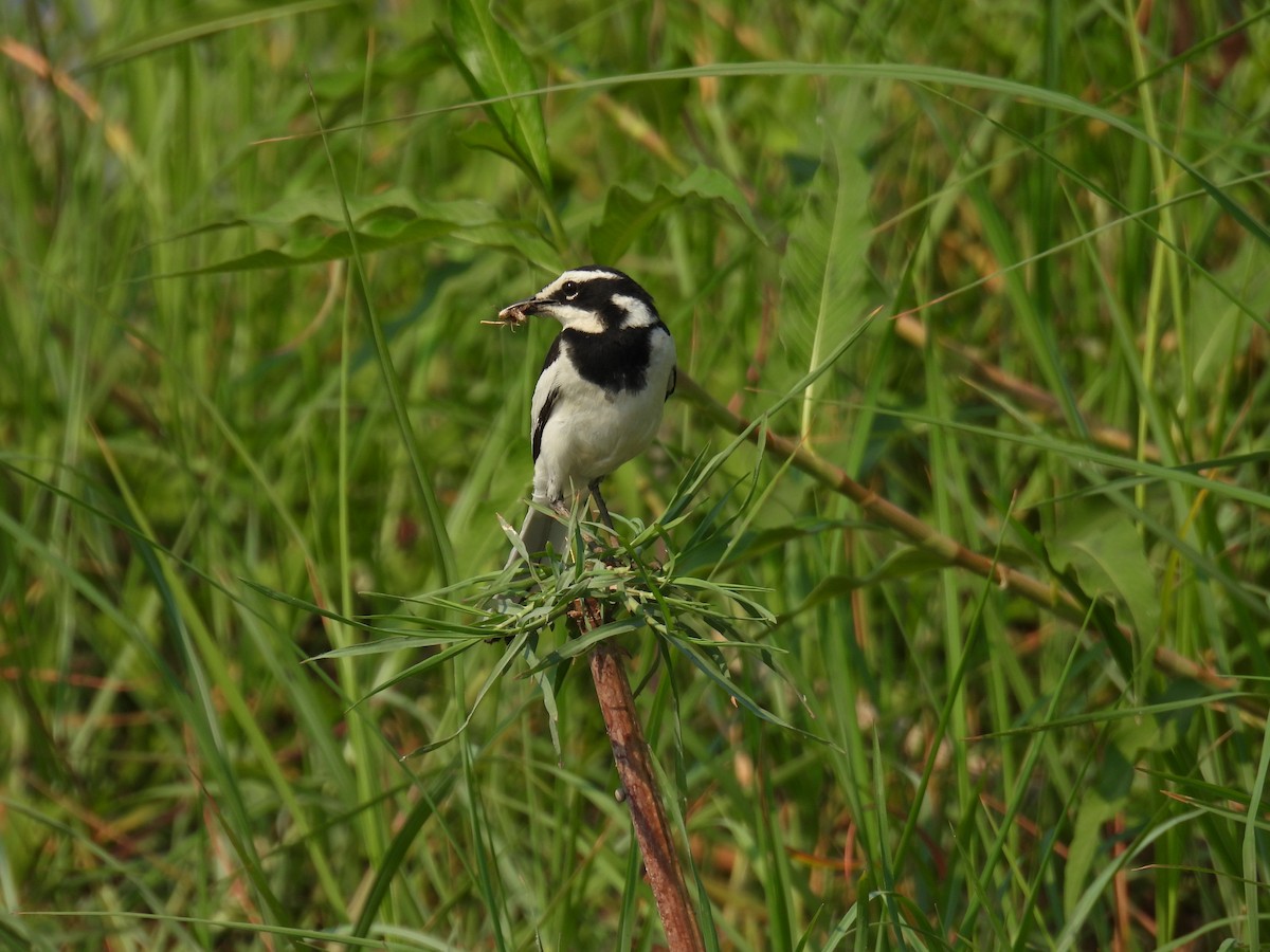 African Pied Wagtail - ML643590791