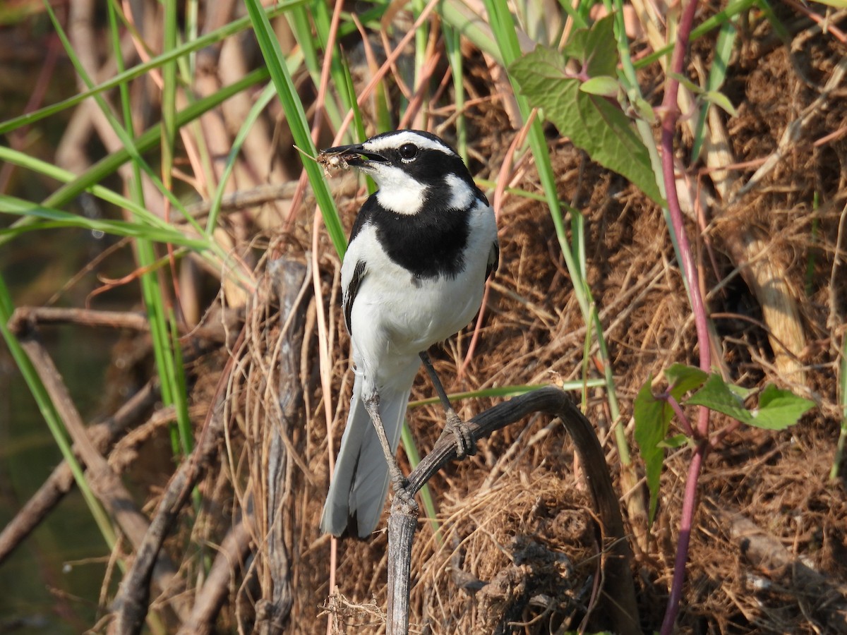 African Pied Wagtail - ML643590792