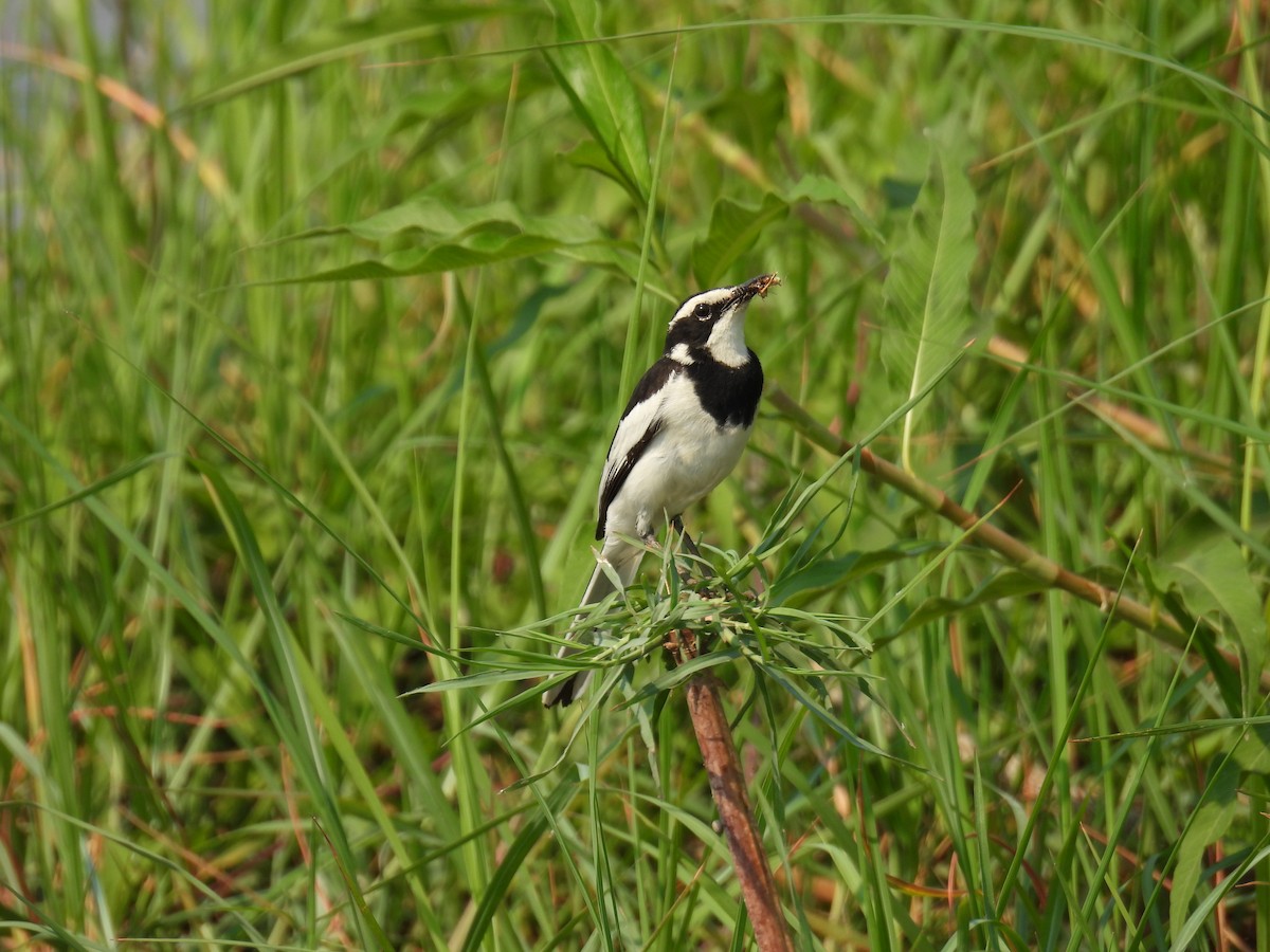 African Pied Wagtail - ML643590793