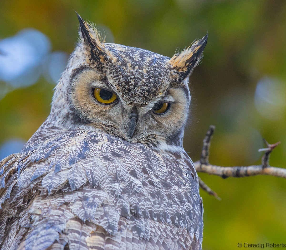 Great Horned Owl - ML643590803