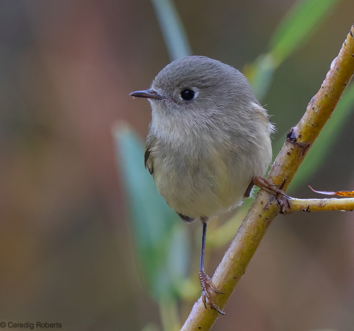 Ruby-crowned Kinglet - ML643590822
