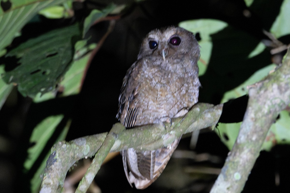 Rufescent Screech-Owl - ML643590830