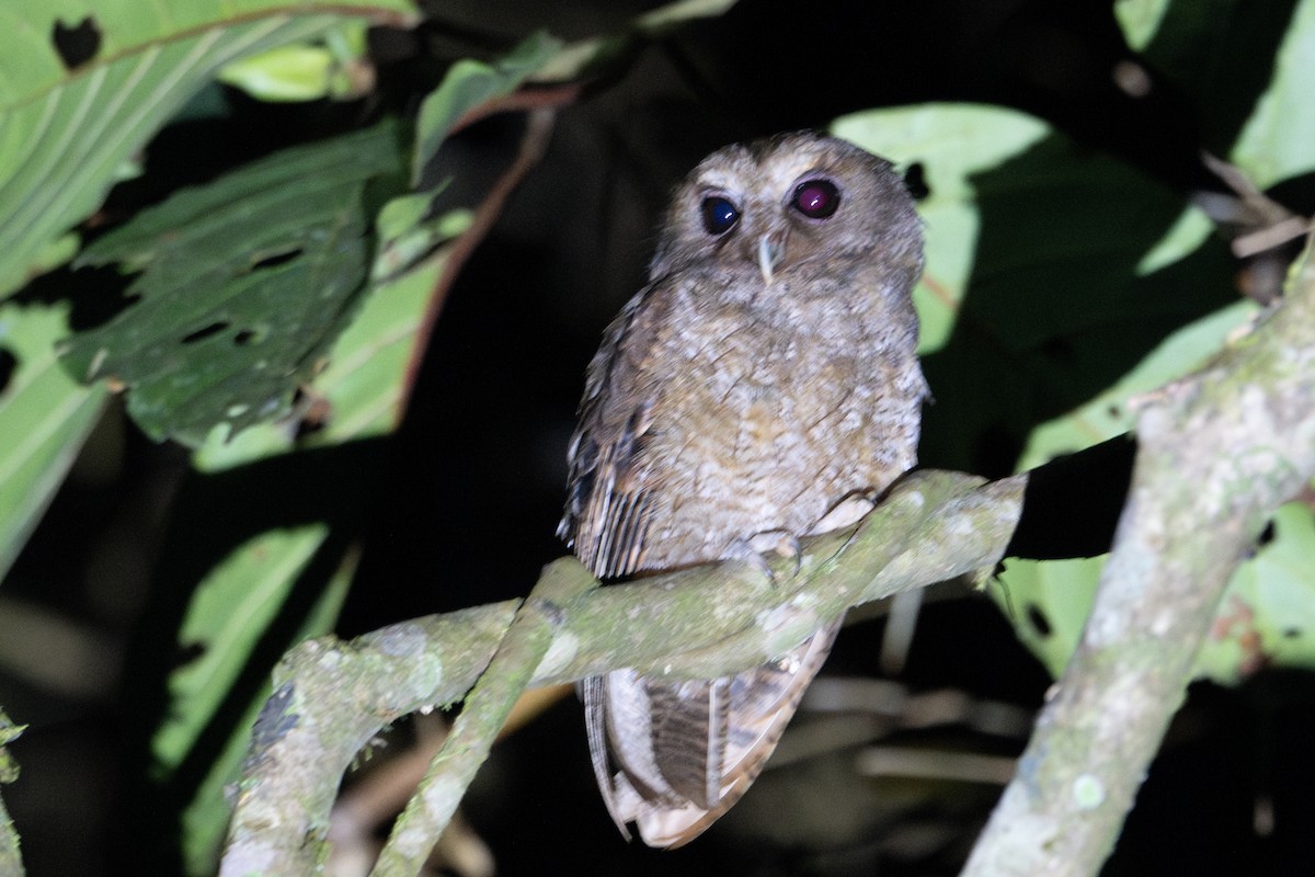 Rufescent Screech-Owl - ML643590831