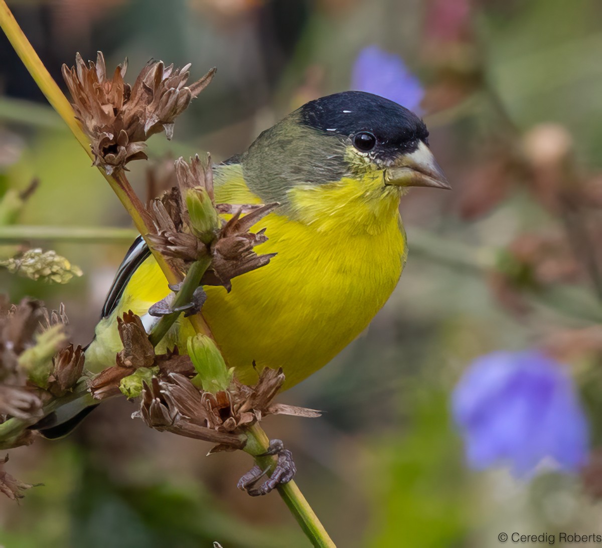 Lesser Goldfinch - ML643590837