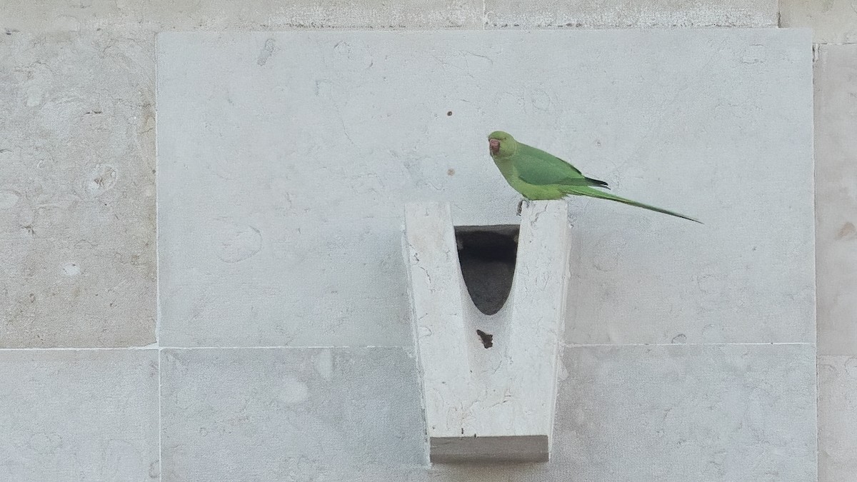Rose-ringed Parakeet - ML643590869