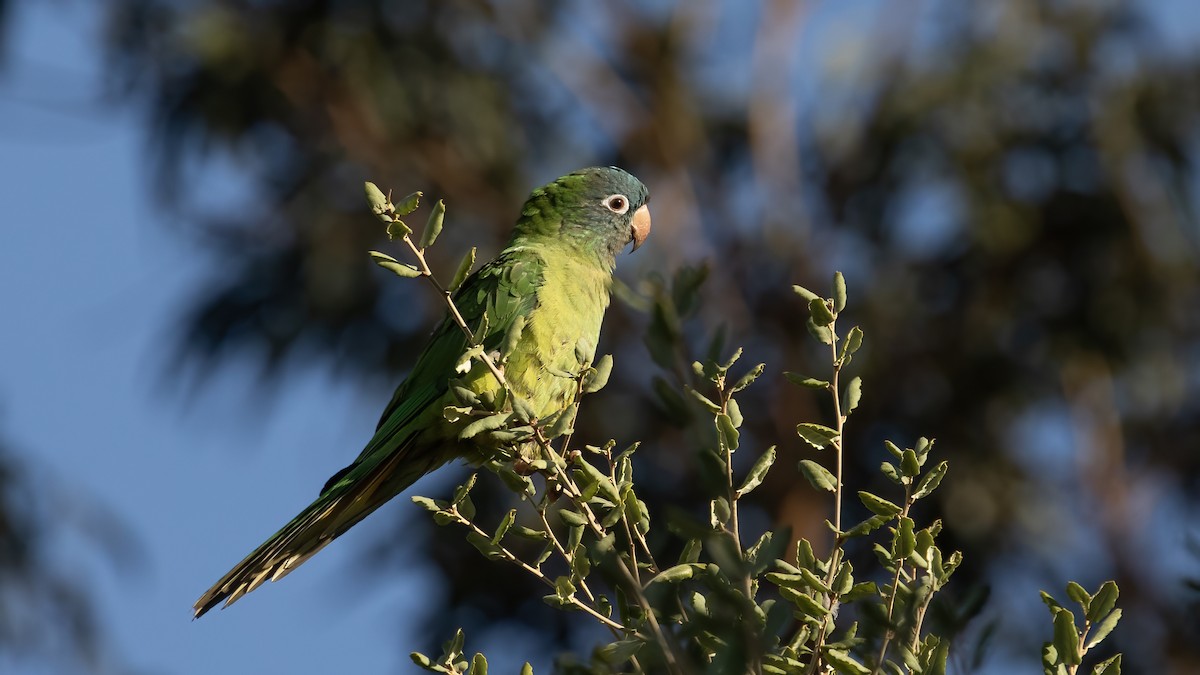 Blue-crowned Parakeet - ML643590885