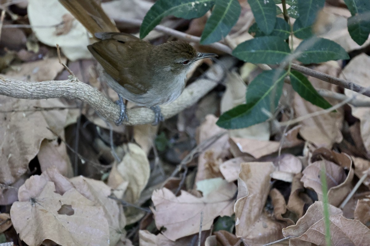 Terrestrial Brownbul - ML643590889