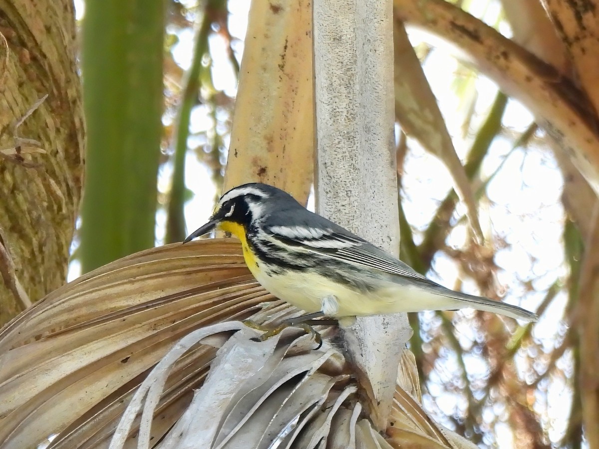 Yellow-throated Warbler - ML643590902
