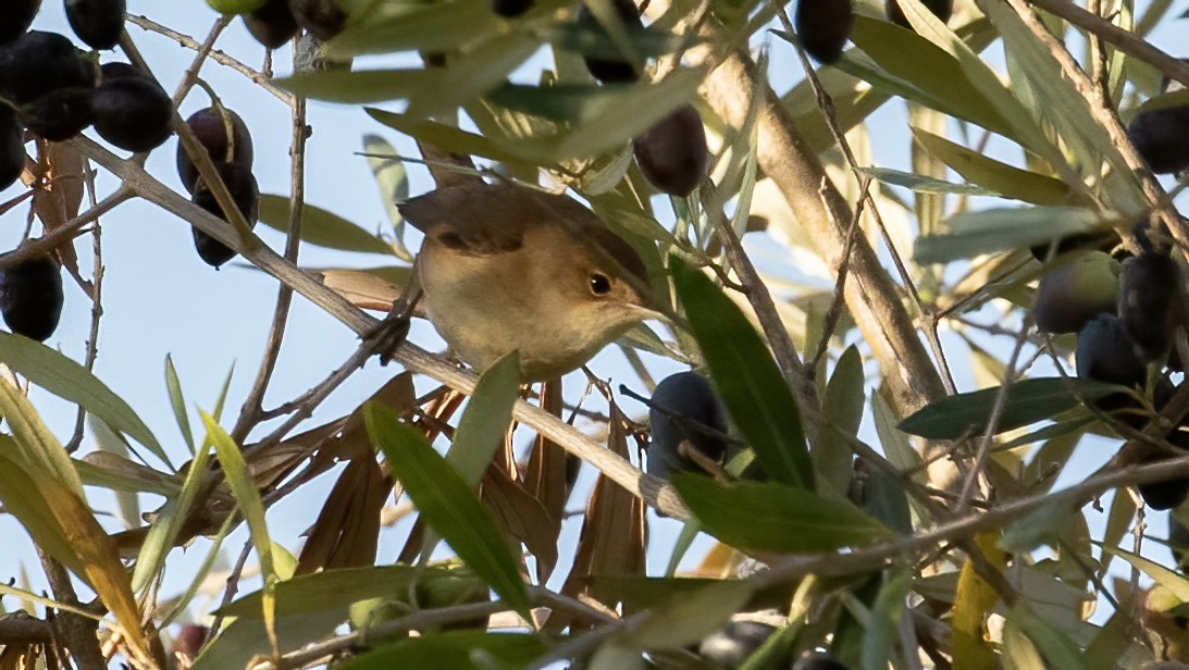 Garden Warbler - ML643590931