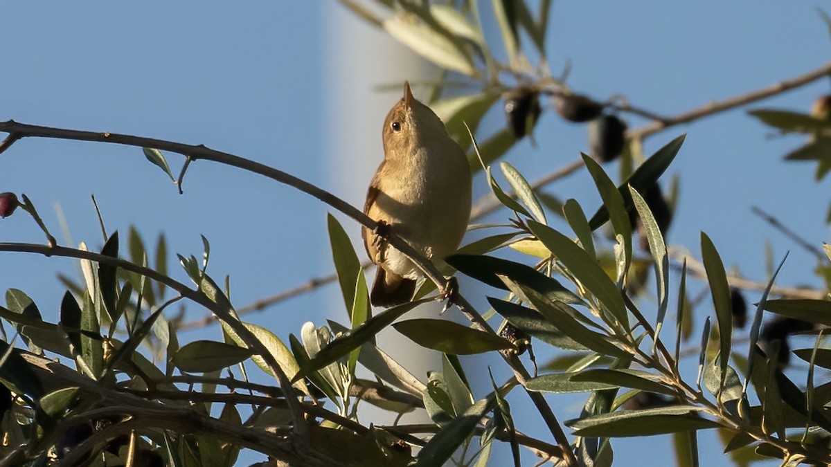Garden Warbler - ML643590932