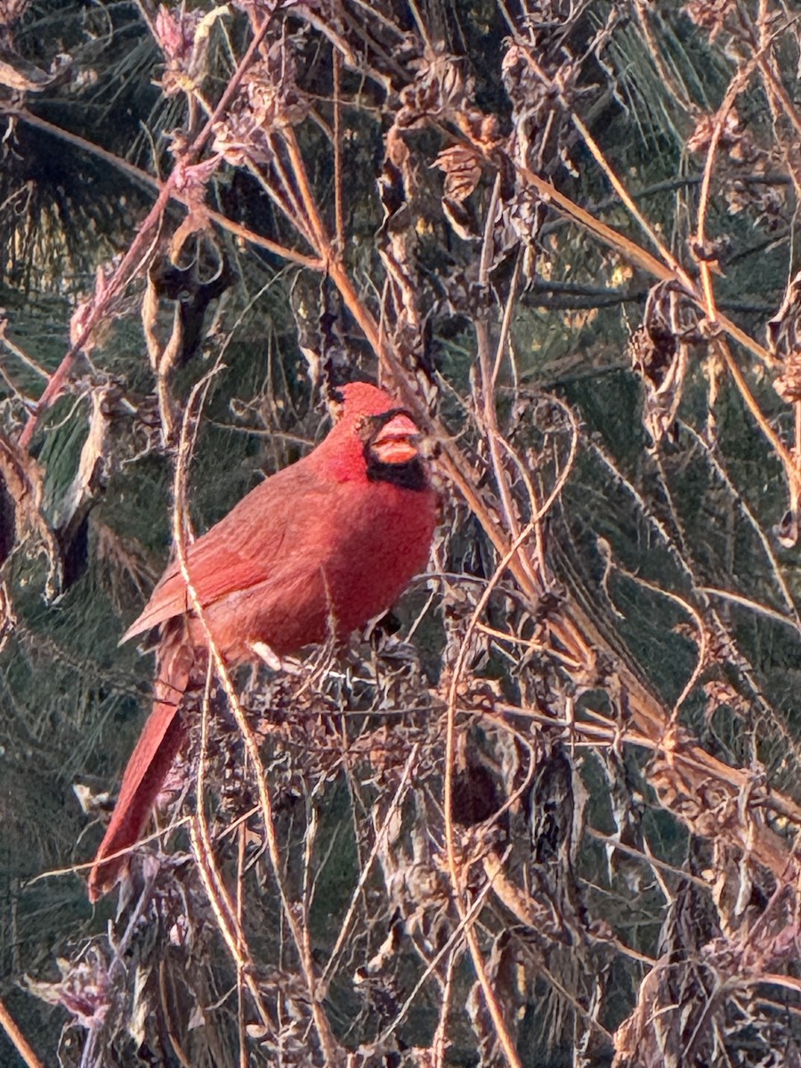 Northern Cardinal - ML643590933