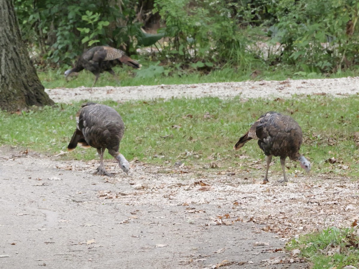 Wild Turkey - ML643590935