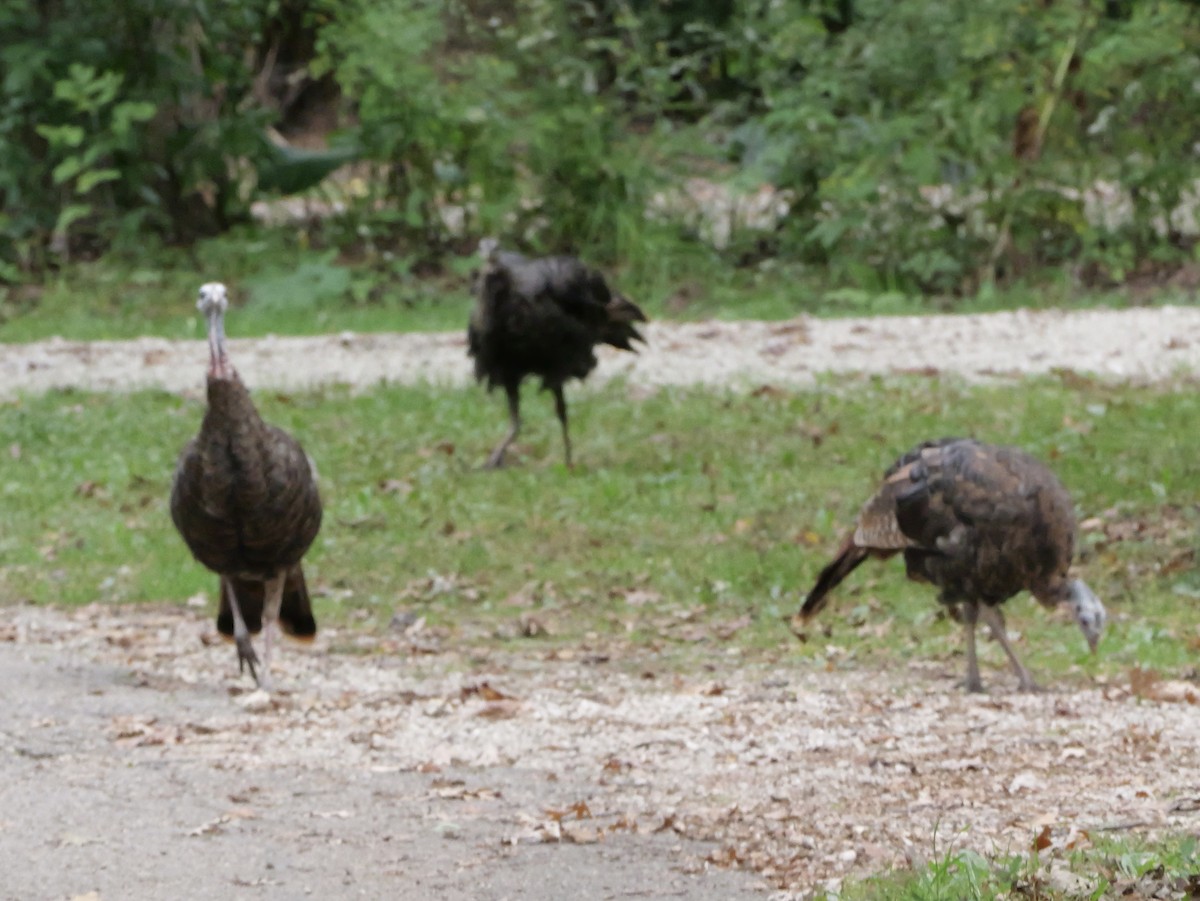 Wild Turkey - ML643590936