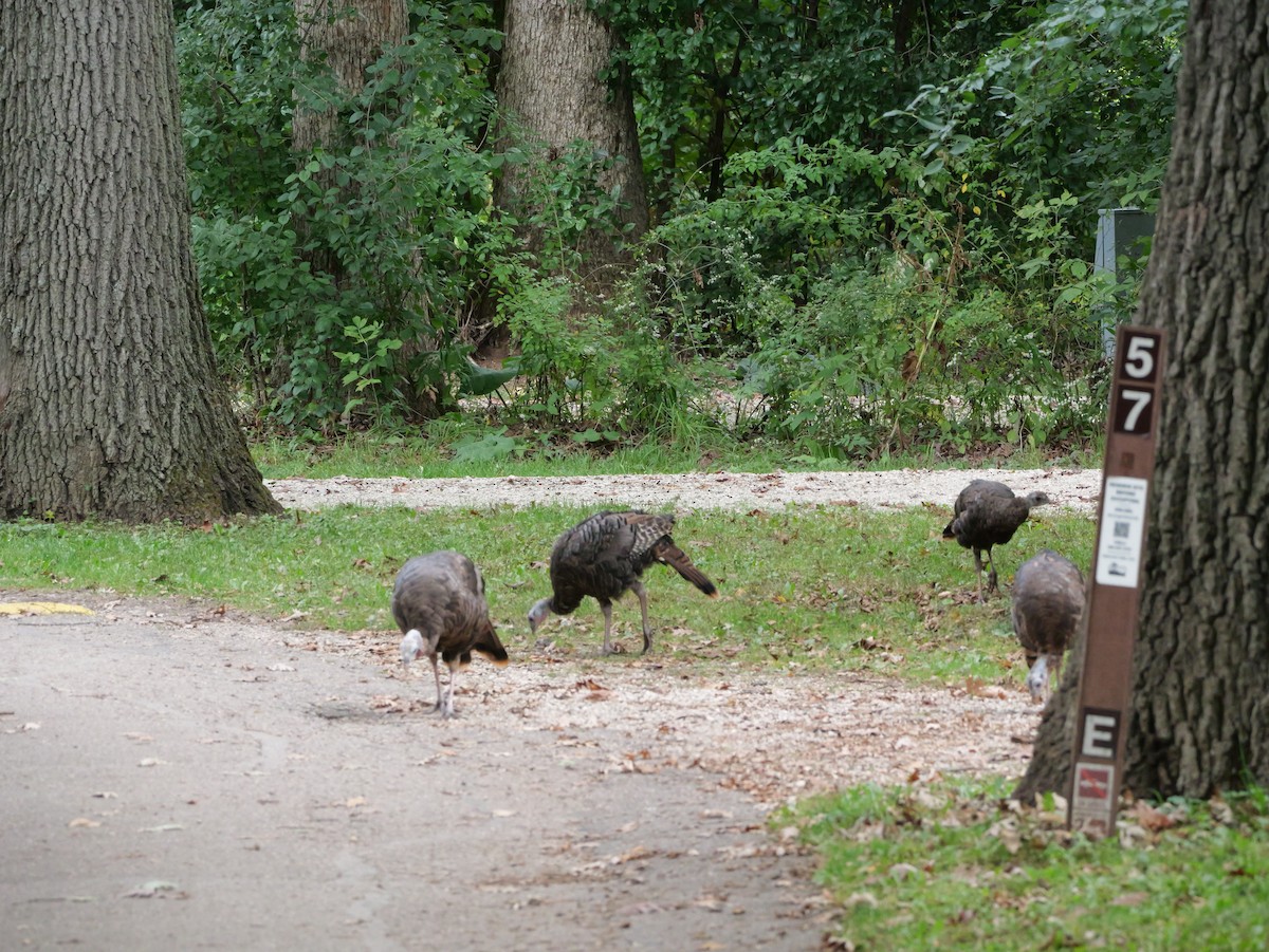 Wild Turkey - ML643590937