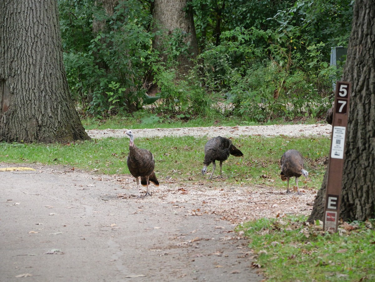 Wild Turkey - ML643590938