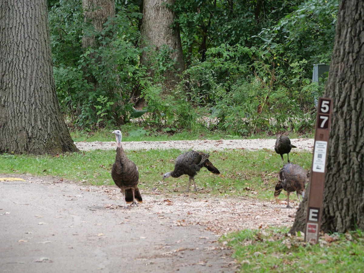 Wild Turkey - ML643590939