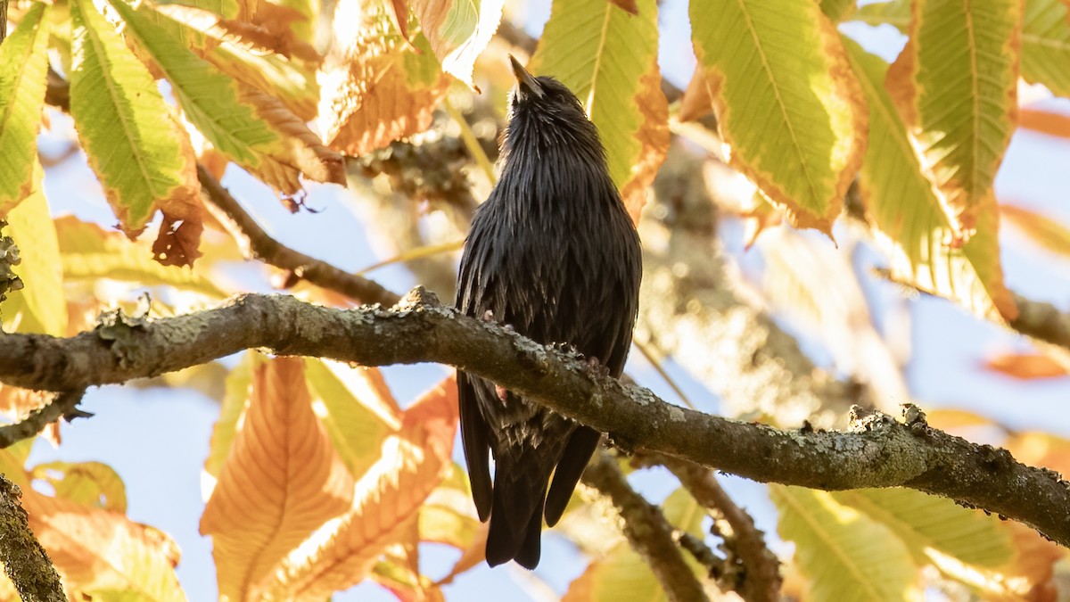 Spotless Starling - ML643590942