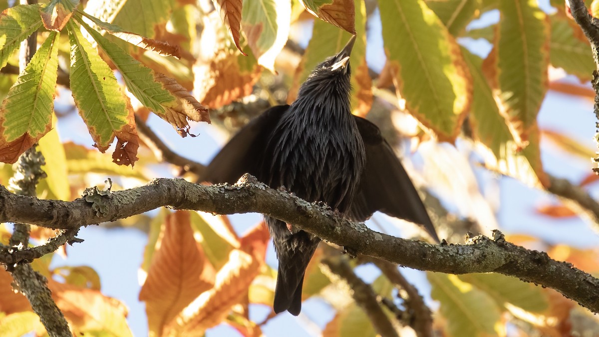 Spotless Starling - ML643590943