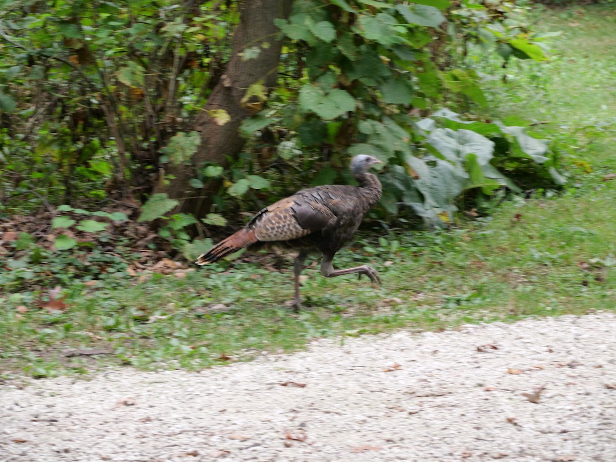 Wild Turkey - ML643590944