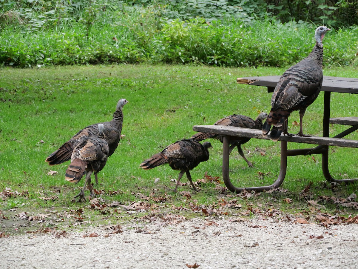 Wild Turkey - ML643590945