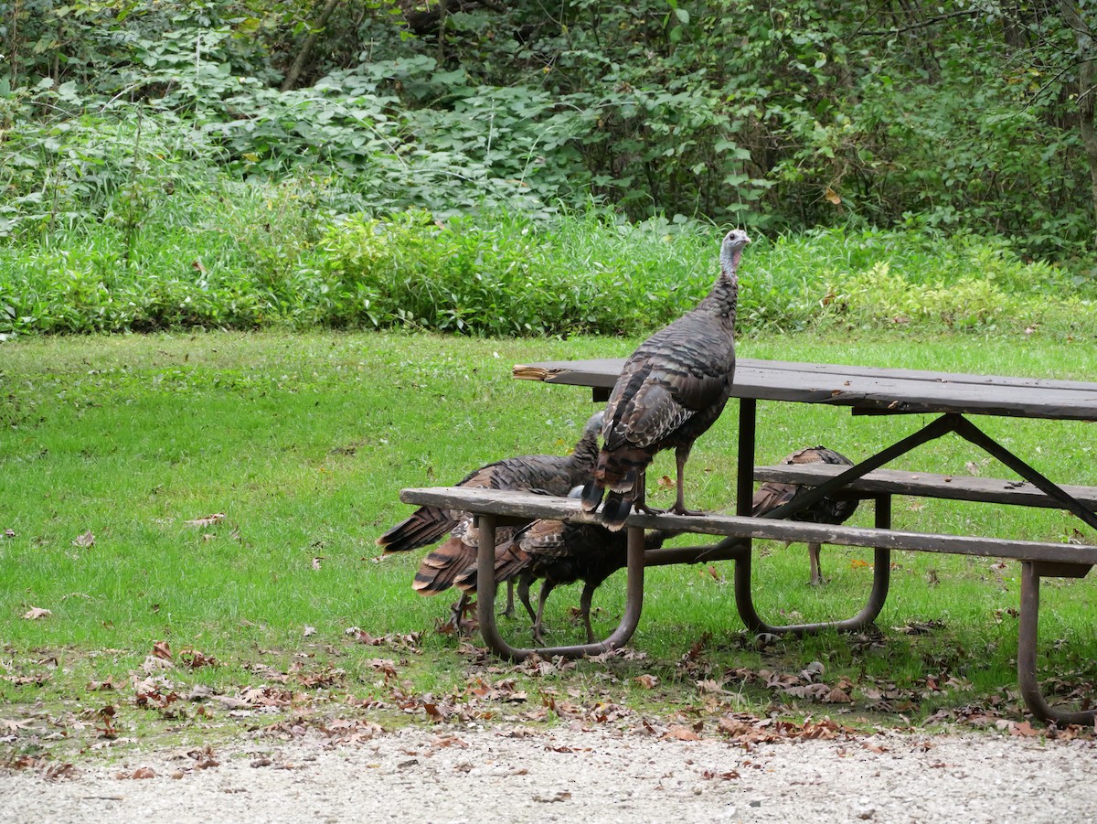Wild Turkey - ML643590946