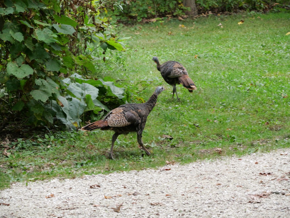 Wild Turkey - ML643590947