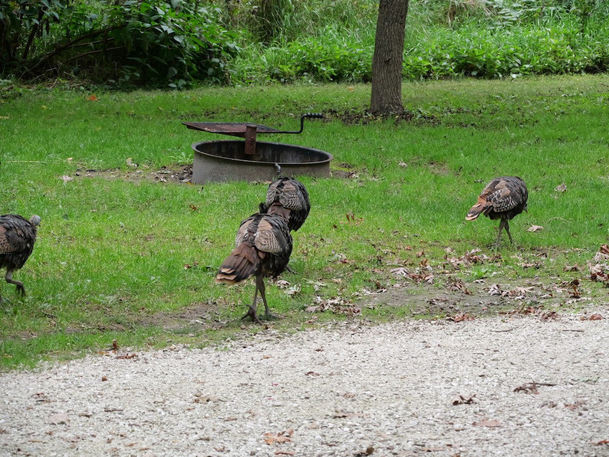 Wild Turkey - ML643590948