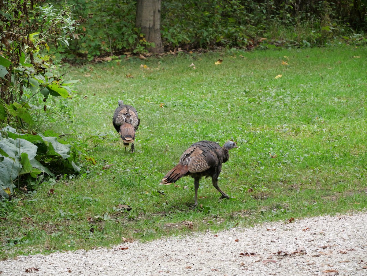 Wild Turkey - ML643590949