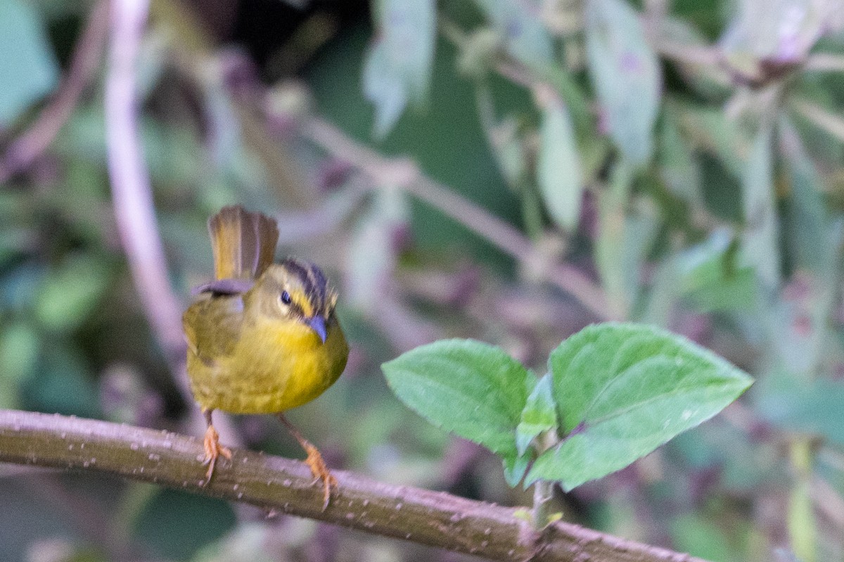 Two-banded Warbler - ML643590953