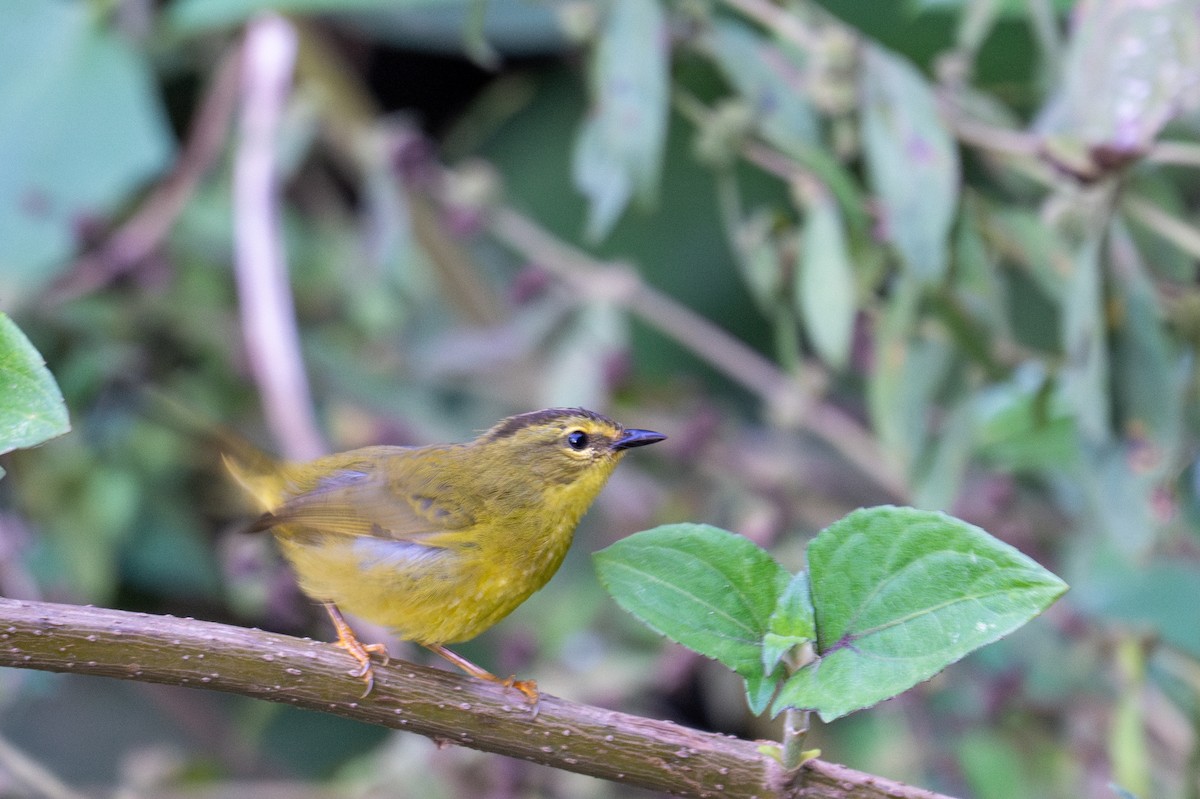 Two-banded Warbler - ML643590954