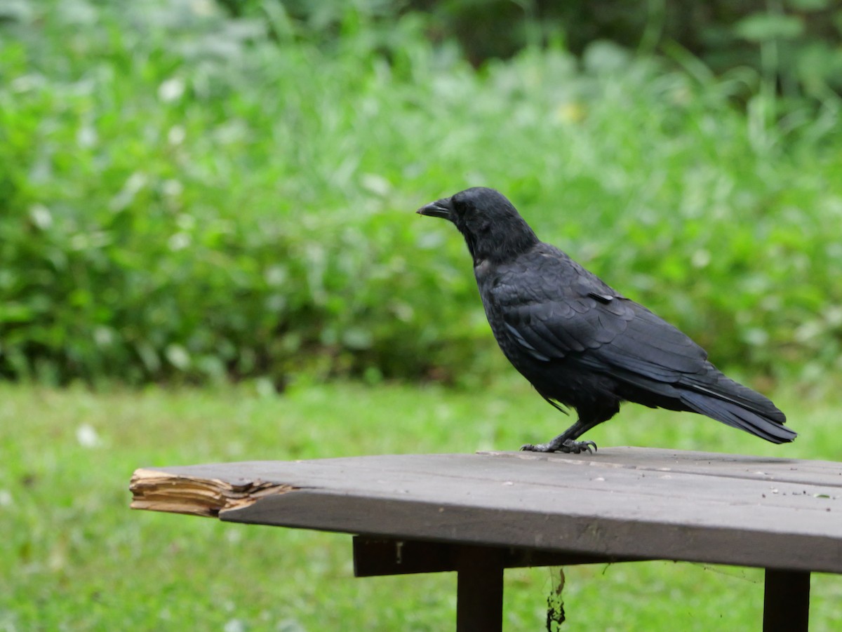 American Crow - ML643590956